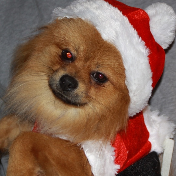 Meet your Posher, Susan - Picture 3 of 8